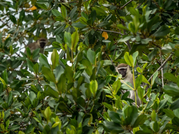 L’approche One Health : quand la santé humaine, animale et environnementale ne font qu’un