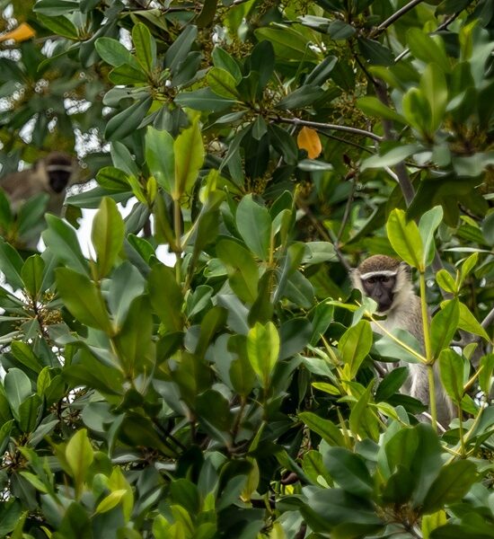 L’approche One Health : quand la santé humaine, animale et environnementale ne font qu’un