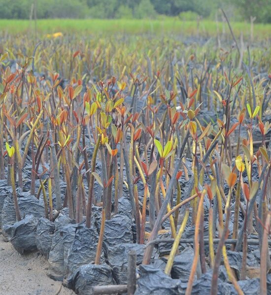 Préserver la biodiversité au Bénin : l’engagement concret d’ECOBENIN INTERNATIONAL