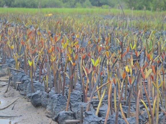 Préserver la biodiversité au Bénin : l’engagement concret d’ECOBENIN INTERNATIONAL