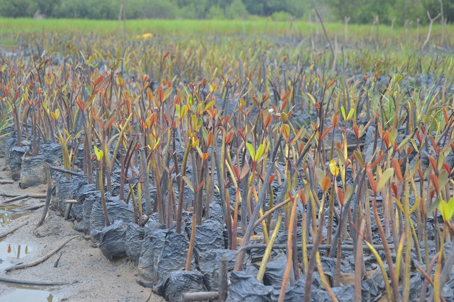 Préserver la biodiversité au Bénin : l’engagement concret d’ECOBENIN INTERNATIONAL