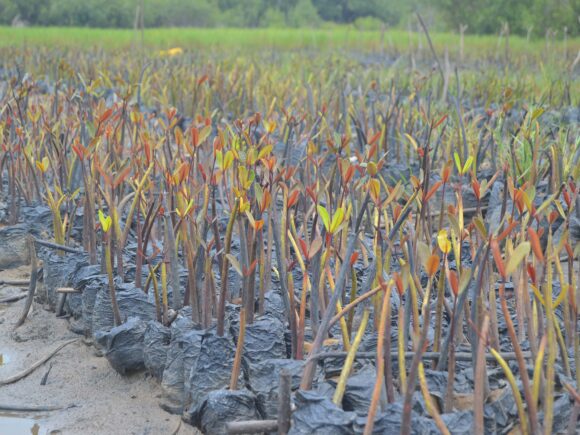 Préserver la biodiversité au Bénin : l’engagement concret d’ECOBENIN INTERNATIONAL