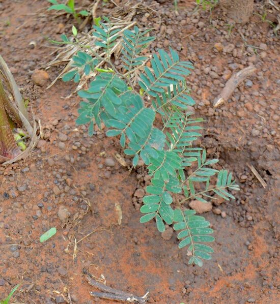 Crises humanitaires et santé environnementale : ECOBENIN INTERNATIONAL renforce la résilience des territoires fragiles
