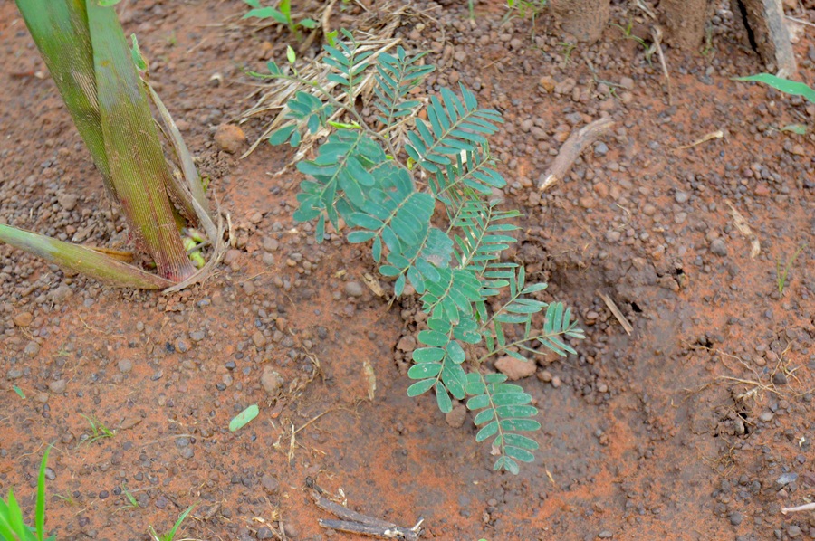 Crises humanitaires et santé environnementale : ECOBENIN INTERNATIONAL renforce la résilience des territoires fragiles