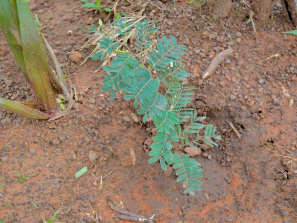 Crises humanitaires et santé environnementale : ECOBENIN INTERNATIONAL renforce la résilience des territoires fragiles